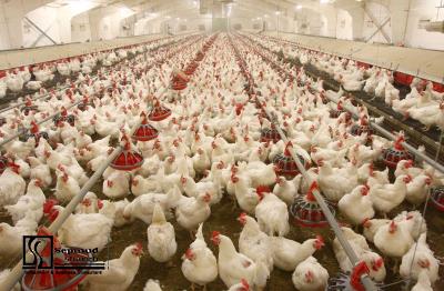 Feasibility study of Poultry organization and complex (location study)